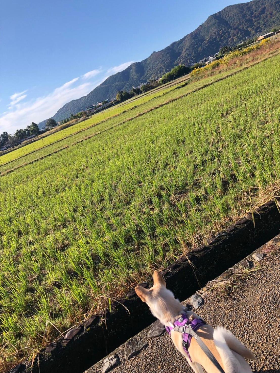Tsubame-Ya Hotel เกียวโต ภายนอก รูปภาพ
