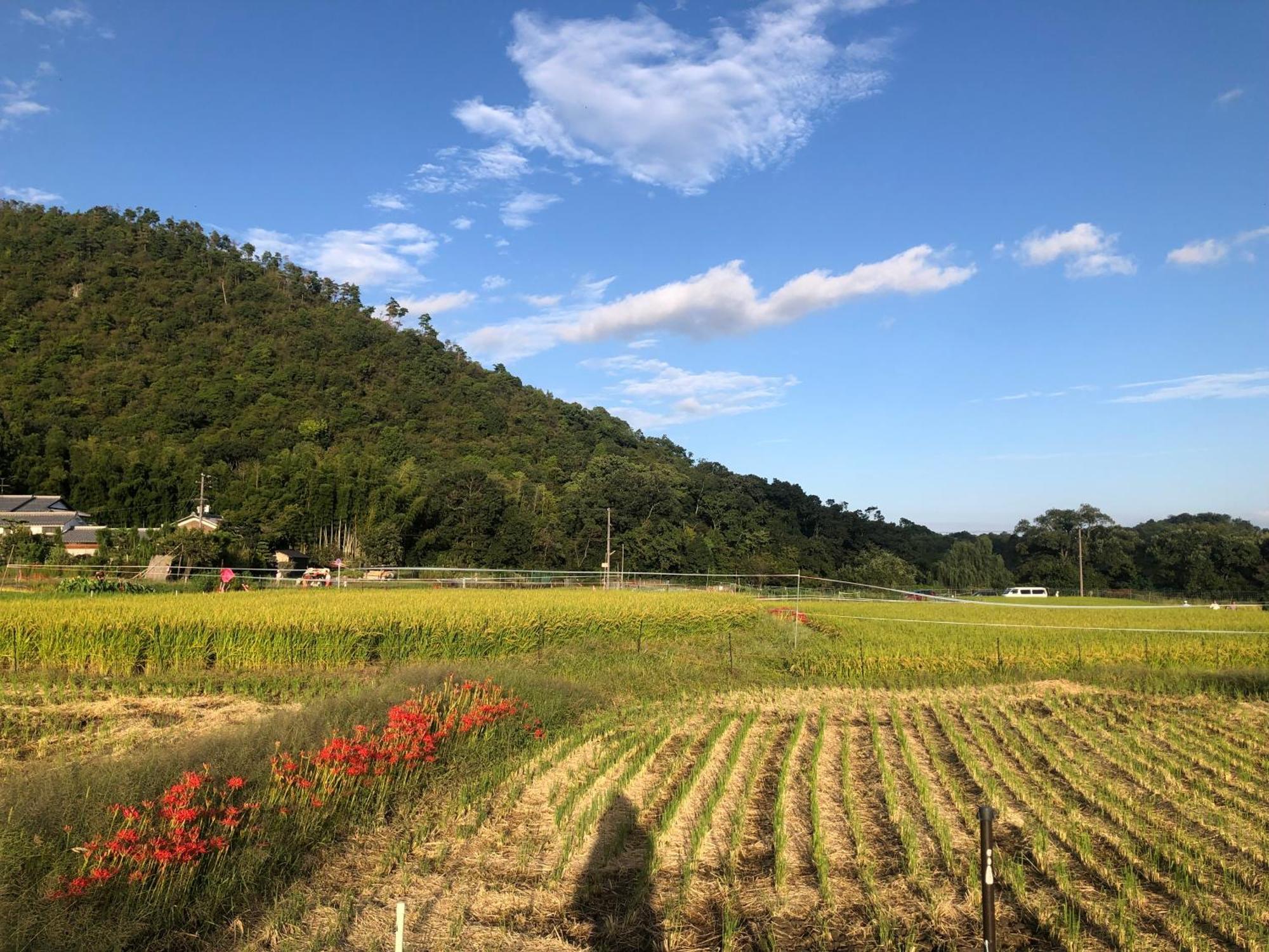 Tsubame-Ya Hotel เกียวโต ภายนอก รูปภาพ