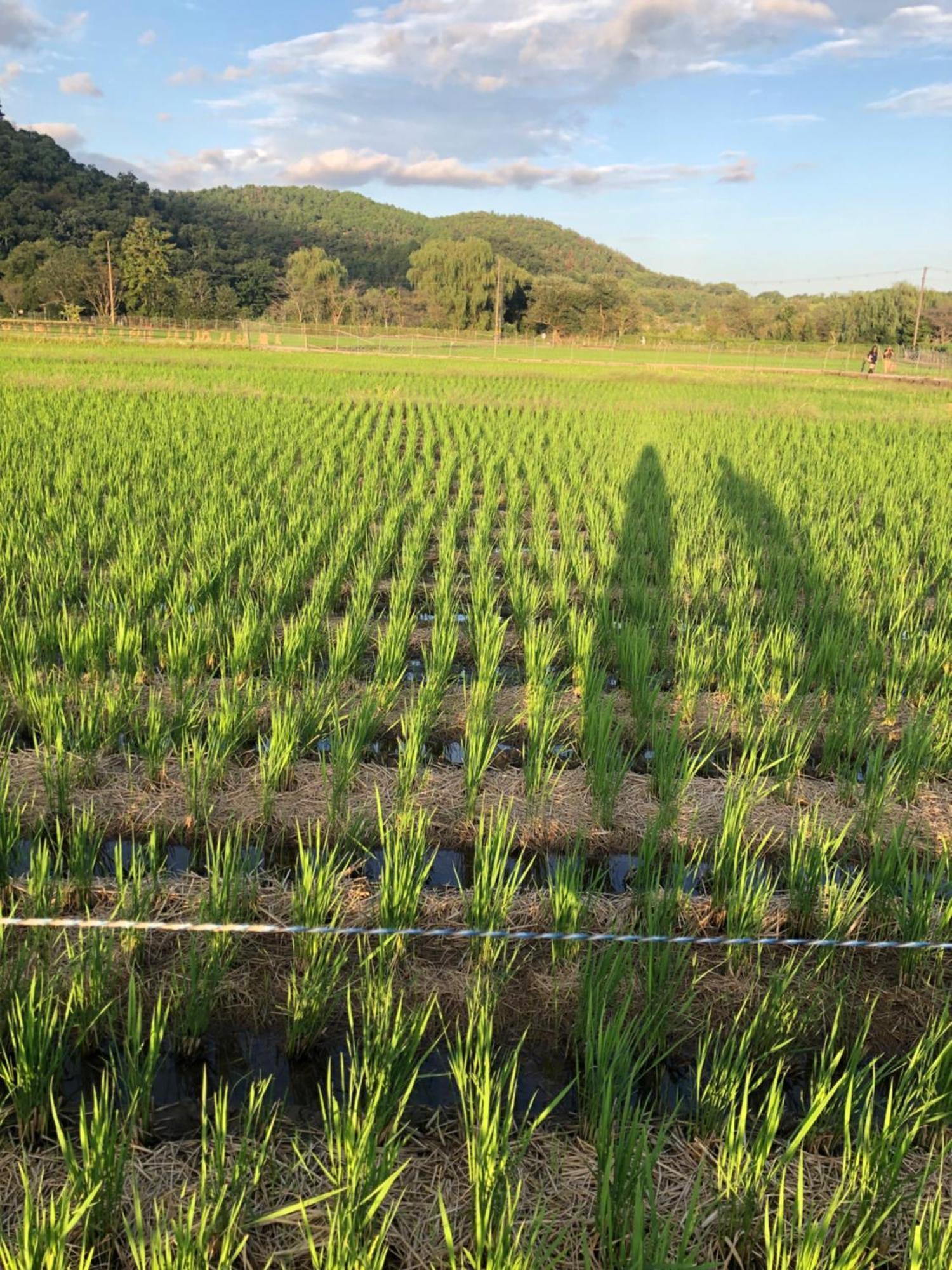 Tsubame-Ya Hotel เกียวโต ภายนอก รูปภาพ